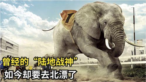 大鹅被大哥爆料了吗视频,大鹅被大哥爆料真相揭秘  第3张